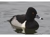 Photo of Aythya collaris